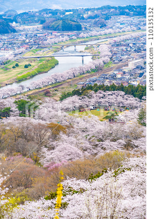 Hitome Senbonzakura Funaoka Castle Ruins Park Cherry Blossom Spring Cherry Blossom Viewing Hitome Senbonzakura Funaoka Castle Ruins Park Cherry Blossom Spring Cherry Blossom Viewing 110135132