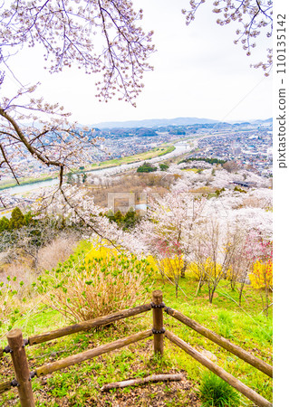 Hitome Senbonzakura Funaoka Castle Ruins Park Cherry Blossom Spring Cherry Blossom Viewing Hitome Senbonzakura Funaoka Castle Ruins Park Cherry Blossom Spring Cherry Blossom Viewing 110135142