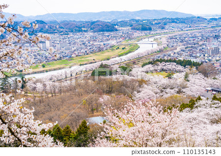 Hitome Senbonzakura Funaoka Castle Ruins Park Cherry Blossom Spring Cherry Blossom Viewing Hitome Senbonzakura Funaoka Castle Ruins Park Cherry Blossom Spring Cherry Blossom Viewing 110135143