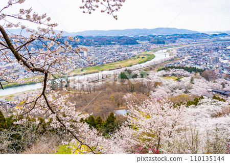 Hitome Senbonzakura Funaoka Castle Ruins Park Cherry Blossom Spring Cherry Blossom Viewing 110135144