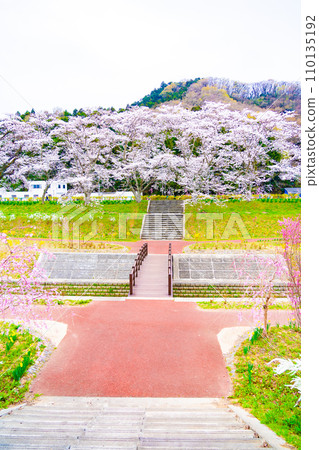 白石川千櫻公園 瞳千本櫻 春香櫻 白石川千櫻公園 瞳千本櫻 春香櫻 110135192