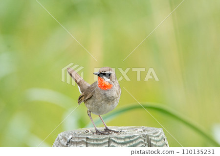 野鳥守護自己的巢穴 110135231