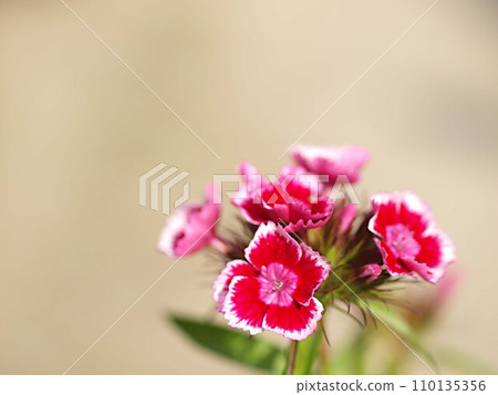 Vision dianthus flowers and copy space 110135356