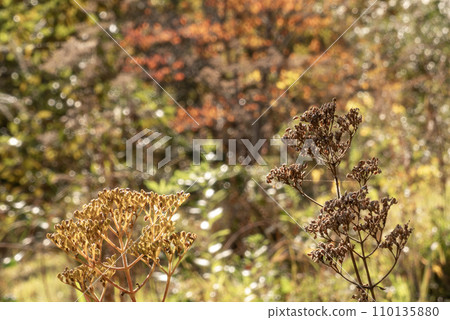 Withered plants shining in the autumn sun 110135880
