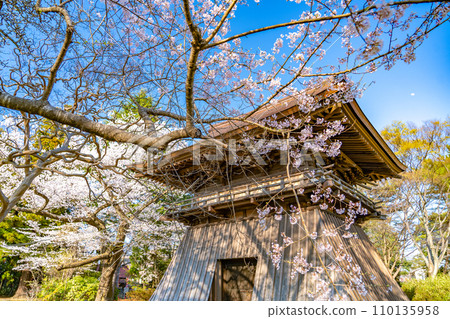 陸奧國分寺藥師堂鐘樓 宮城縣仙台市春天的櫻花盛開 陸奧國分寺藥師堂鐘樓 宮城縣仙台市春天的櫻花盛開 110135958