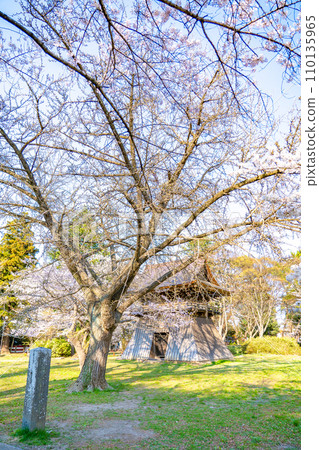 Mutsu Kokubunji Yakushido Bell Tower Spring cherry blossoms in full bloom Sendai City, Miyagi Prefecture Mutsu Kokubunji Yakushido Bell Tower Spring cherry blossoms in full bloom Sendai City, Miyagi Prefecture 110135965