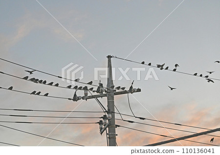 Many starlings gather on electric wires 110136041