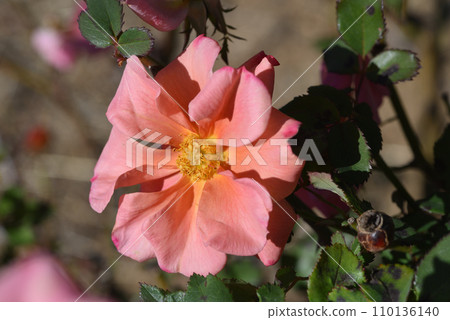 玫瑰(巧克力花) 玫瑰(巧克力花) 110136140