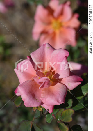 玫瑰(巧克力花) 玫瑰(巧克力花) 110136142