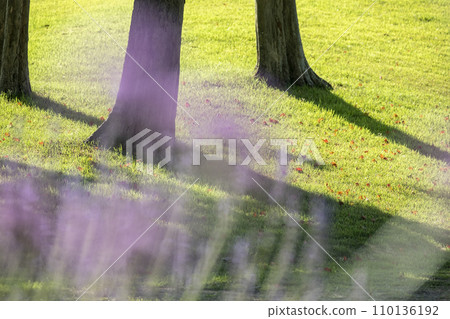 Park grass/early summer image 110136192