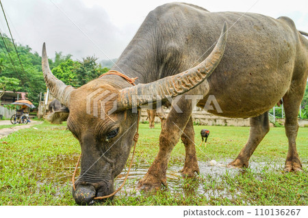 vietnamese buffalo 110136267