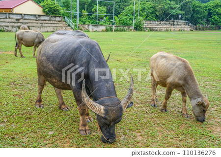 vietnamese buffalo vietnamese buffalo 110136276