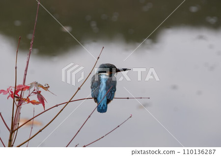 Kingfisher 110136287