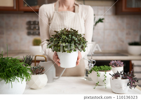 Woman holding Potted callisia house plant in white ceramic pot Woman holding Potted callisia house plant in white ceramic pot 110136323