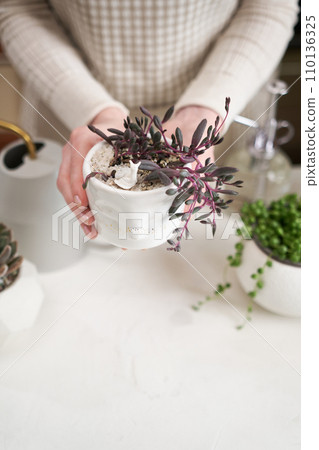 Woman holding Potted othonna capensis house plant in white ceramic pot Woman holding Potted othonna capensis house plant in white ceramic pot 110136325