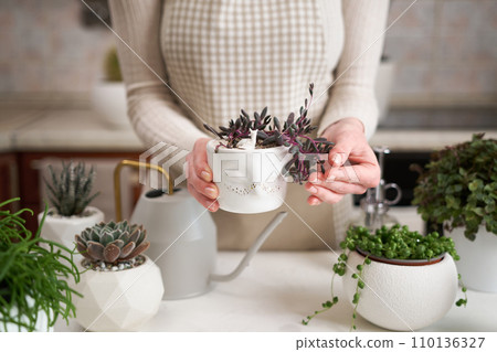Woman holding Potted othonna capensis house plant in white ceramic pot Woman holding Potted othonna capensis house plant in white ceramic pot 110136327
