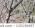 White-eye 110136487