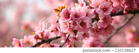 Cherry blossom in the spring time.	Ai Generated 110136627