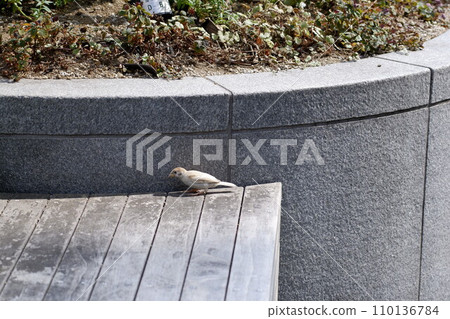 Sparrow 110136784