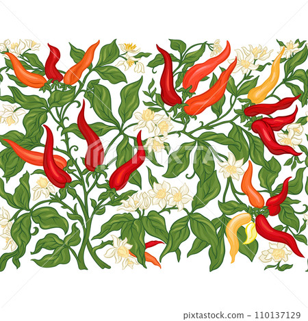 Hot chilly pepper plant with fruits and flowers. 110137129