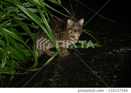 Iriomote cat Iriomote cat 110137340