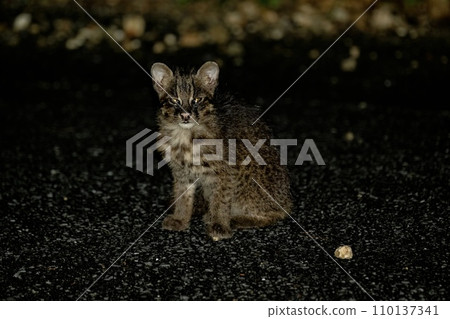 Iriomote cat Iriomote cat 110137341