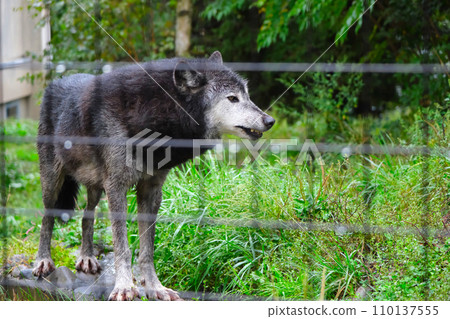 Asahiyama Zoo Shinrin Wolf Asahiyama Zoo Shinrin Wolf 110137555