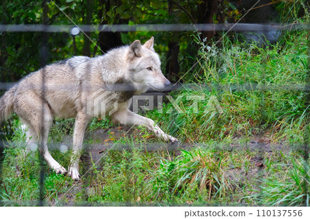 旭山動物園Shinrin Wolf 旭山動物園Shinrin Wolf 110137556