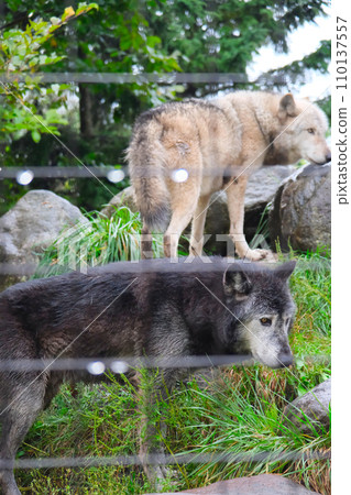 旭山動物園Shinrin Wolf 110137557