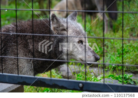 Asahiyama Zoo Shinrin Wolf 110137568
