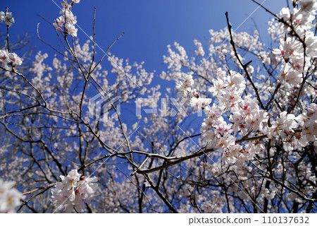 Sakura I saw someday 110137632