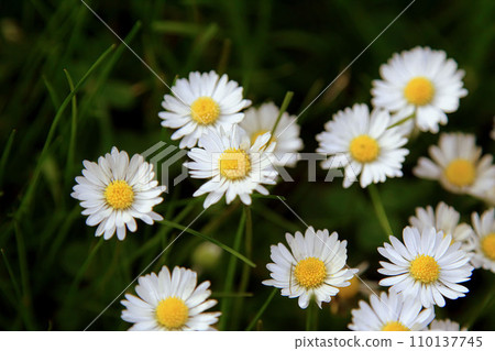 Absolute Beautiful Daisy flower blooming in the park during sunlight of summer day Absolute Beautiful Daisy flower blooming in the park during sunlight of summer day 110137745
