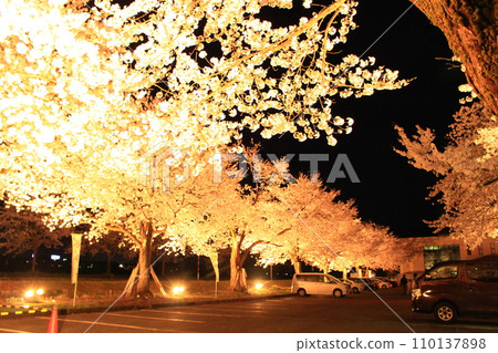 Zenibuchi Park/Night cherry blossoms Zenibuchi Park/Night cherry blossoms 110137898