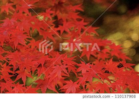 Maple leaves with red autumn leaves in the deep forest 110137908