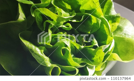 Lettuce in the sink. Green leaves are lit by the morning sun. Diet product for weight loss and proper nutrition. Vitamins and minerals. Plant for human consumption Lettuce in the sink. Green leaves are lit by the morning sun. Diet product for weight loss and proper nutrition. Vitamins and minerals. Plant for human consumption 110137964