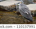 A heron hunting for prey in the river 110137991