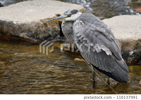 A heron hunting for prey in the river A heron hunting for prey in the river 110137991