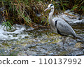 A heron hunting for prey in the river 110137992