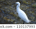 Little egret aiming for prey in the river 110137993