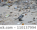 White wagtail standing on the beach 110137994