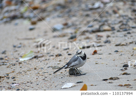 White wagtail standing on the beach White wagtail standing on the beach 110137994
