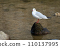 Black-tailed black-tailed gull perched on a rock 110137995