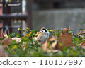 sparrow standing on the hedge 110137997