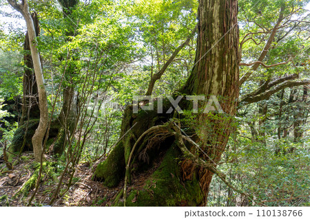 Mountain trail from Takatsuka Hut in Yakushima to Shiratani Unsuikyo Gorge Mountain trail from Takatsuka Hut in Yakushima to Shiratani Unsuikyo Gorge 110138766