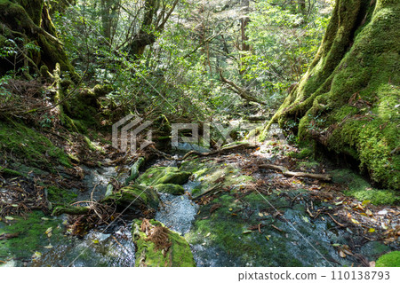 Mountain trail from Takatsuka Hut in Yakushima to Shiratani Unsuikyo Gorge Mountain trail from Takatsuka Hut in Yakushima to Shiratani Unsuikyo Gorge 110138793