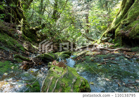 從屋久島高塚小屋到白谷雲水峽的山路 110138795