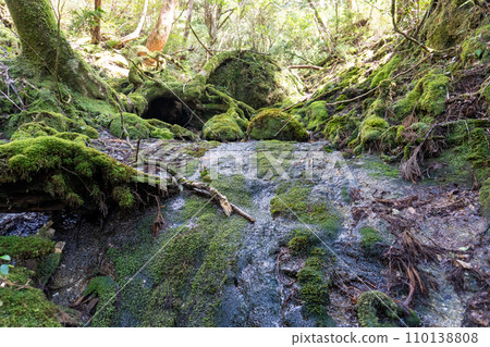 從屋久島高塚小屋到白谷雲水峽的山路 110138808