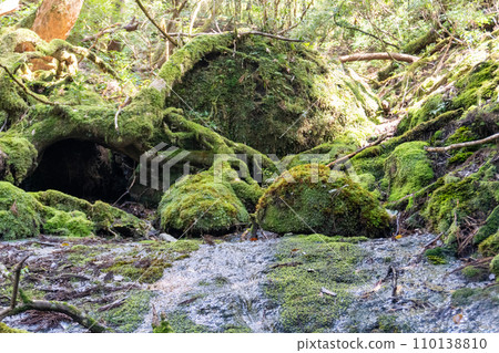 從屋久島高塚小屋到白谷雲水峽的山路 110138810