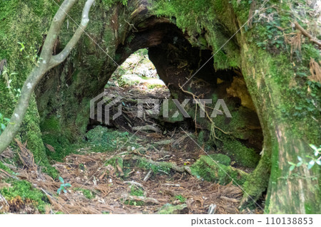 從屋久島高塚小屋到白谷雲水峽的山路 從屋久島高塚小屋到白谷雲水峽的山路 110138853