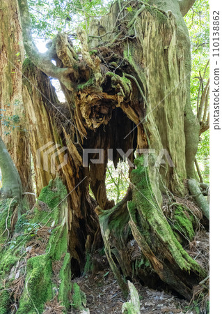 Mountain trail from Takatsuka Hut in Yakushima to Shiratani Unsuikyo Gorge Mountain trail from Takatsuka Hut in Yakushima to Shiratani Unsuikyo Gorge 110138862
